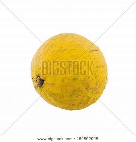 Sentul yellow isolated on the white background.