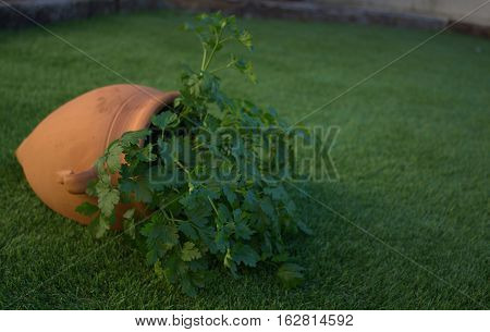 Parsley plant in a clay amphora, winter