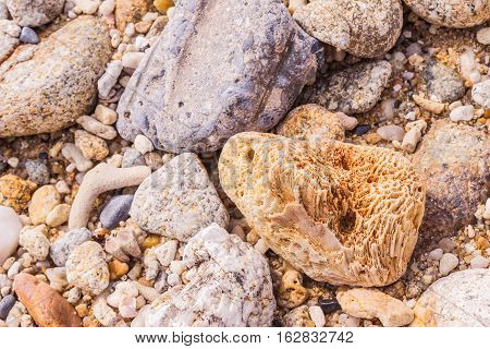 Dead coral flower shape at Kalim bay Phuket Thailand. It can be used for art work