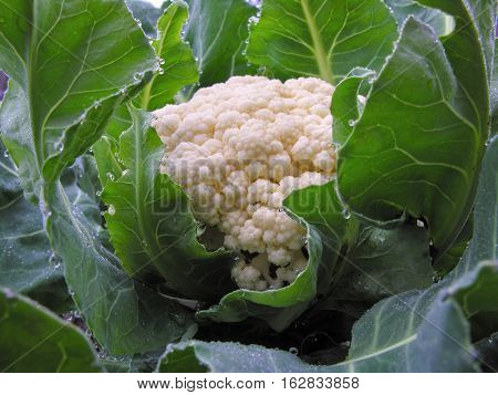 close-up of the cauliflower in the vegetable garden with morning dew