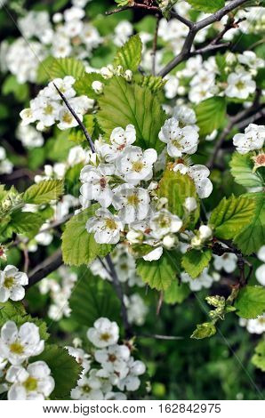 close-up of blooming hawthorn tree branch vertical composition