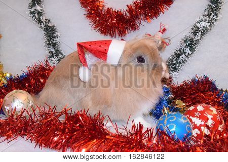 Cute bunny with beautiful Christmas decoration decor