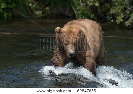 Alaskan Brown Bear On Falls