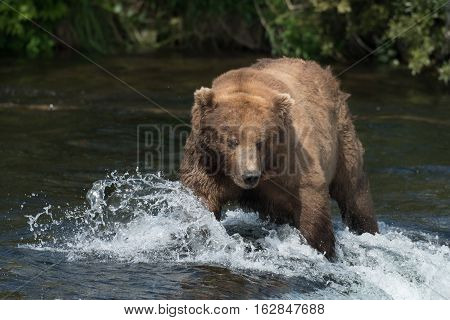 Alaskan Brown Bear On Falls