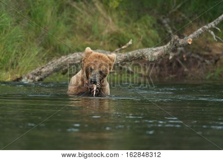 Brown Bear In Water