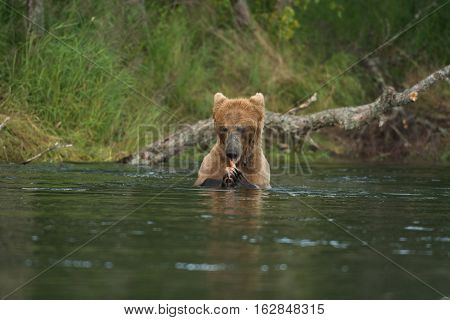Brown Bear In Water