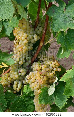 Loix France - september 26 2016 : vineyard in autumn