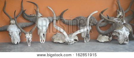 image of a row of animal skulls