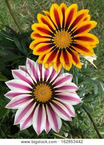 beautiful gazania flowers blooming on sunny day