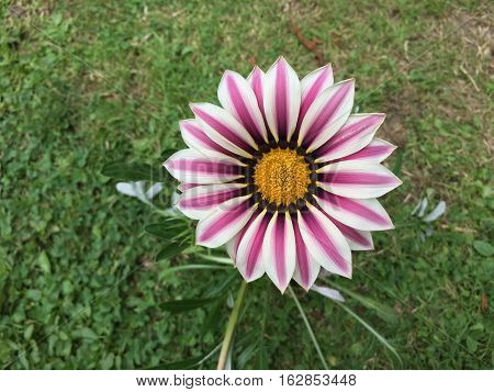 beautiful gazania flowers blooming on sunny day