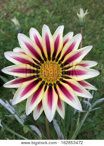 beautiful gazania flowers blooming on sunny day
