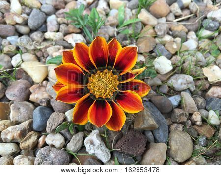 gazania flowers blooming on sunny day in france