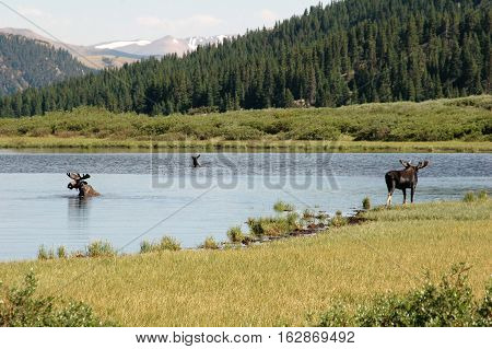 A group of bull moose eating in a pond