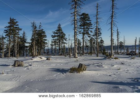 Sunny Day In Jeseniky Mountains Near Kralicky Sneznik Hill With Snow