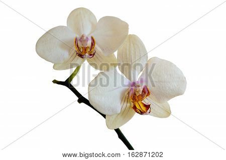 Flower beautiful white orchid Phalaenopsis. Isolated, white background.