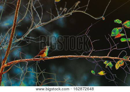 Abstract Carolina wren (Thryothorus ludovicianus) perched on a bare branch on an autmn day. Dreary sky background