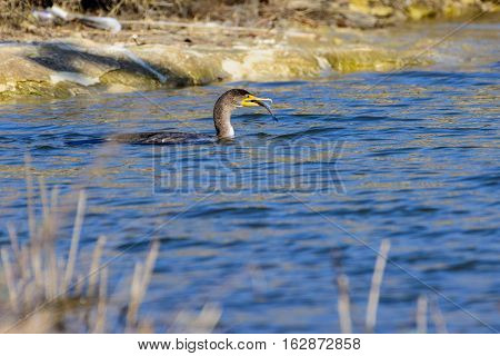 Great Cormorant (Phalacrocorax carbo) with fish freshly caught.