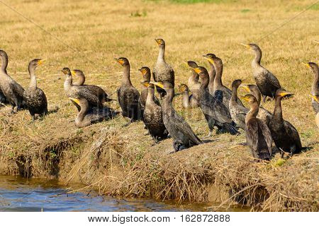 Great Cormorants (Phalacrocorax carbo) gathered on shore
