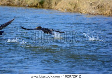 Great Cormorant (Phalacrocorax carbo) taking flight over the lake.