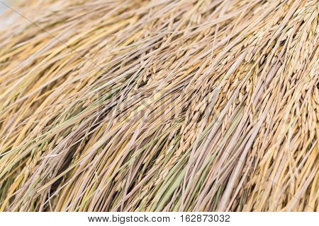 Golden Paddy rice jasmine rice also know as Hommali rice