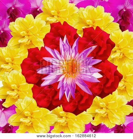 many flower background and texture Colorful of flower background