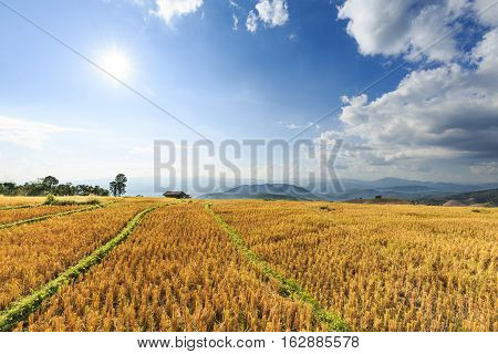 Terraced Rice Field After Harvesting