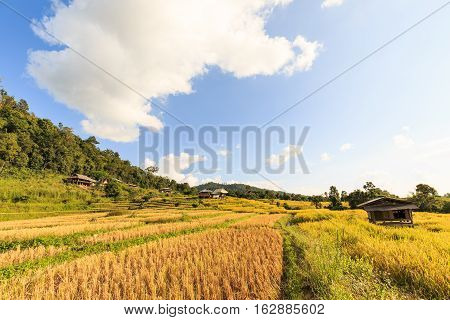 Terraced Rice Field After Harvesting