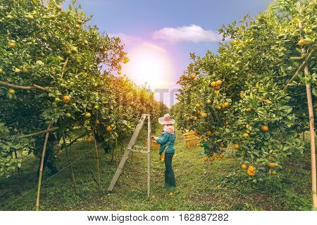 background Farmer harvesting oranges fruit farm green garden