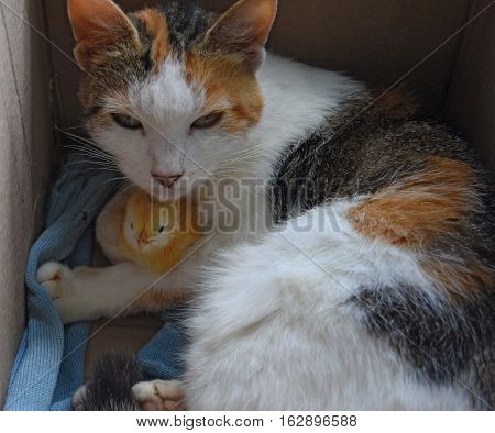 Cat warms chicken. Cat takes a chicken for her cub.