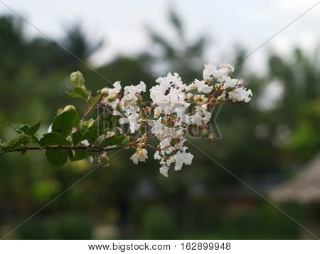 closeup shot of white Lagerstroemia Calyculata in a garden