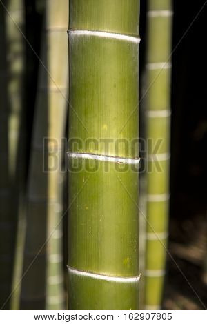 Closeup detail of the green bamboo tree