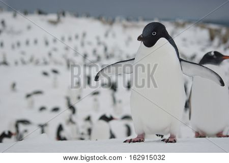 Adelie penguin who stands in the snow against the backdrop of the cluster of penguins gathered for the night