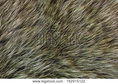 Fur arctic fox. Fur texture and background.