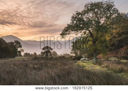 Beautiful Foggy Misty Autumn Sunrise Over Countryside Surrounding Crummock Water In Lake District In