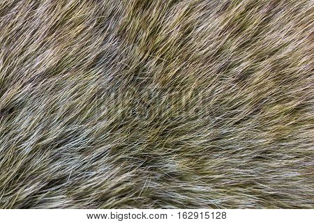 Fur arctic fox. Fur texture. Fur texture and background.