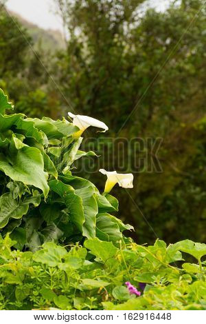 Road TF-12 in Anaga Rural Park - ancient forest on Tenerife Canary Islands winter travel destination