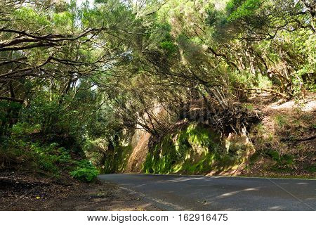 Road TF-12 in Anaga Rural Park - ancient forest on Tenerife Canary Islands winter travel destination