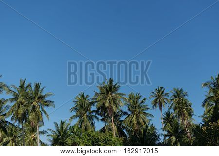tops of the palm trees on blue sky background