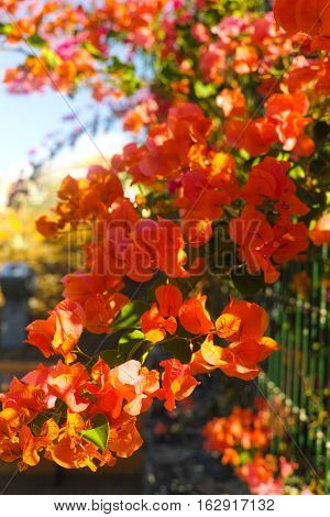 Bright orange Bougainvillea plant flowers in sunlight