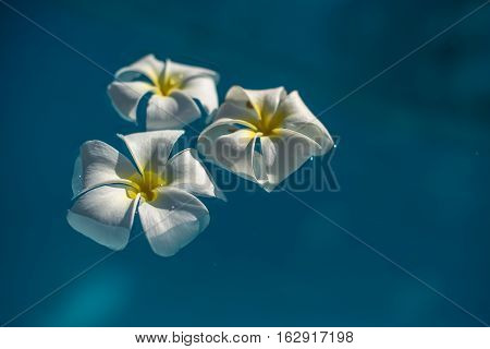 morning white plumeria flowers in blue water