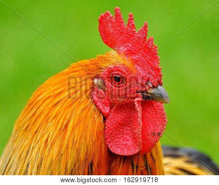 Profile of Cockerel with green background behind
