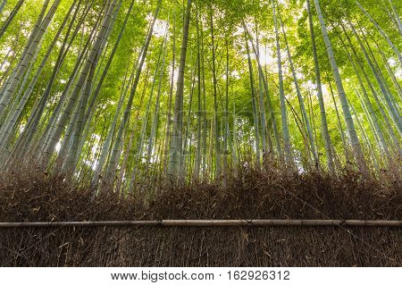 Bamboo forest at Arashiyama, Kyoto Japan, landscape background