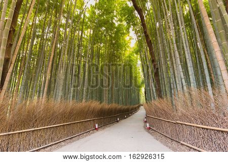 Bamboo forest in Kyoto, Japan, bamboo forest at Arashiyama