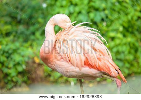Chilean Flamingo With The Bill On The Back