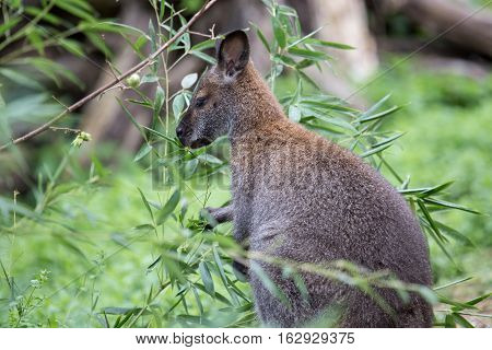 Bennett Red Necked Wallaby Among The Vegetation