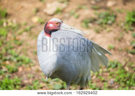Sarus Crane With The Typical Red Head And Neck