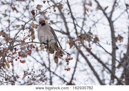 waxwing sitting on a tree branch in winter