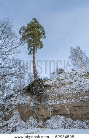 Pine tree with bare roots over frozen river