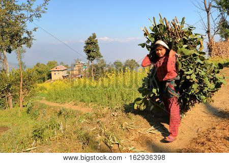DHULIKHEL, NEPAL - DECEMBER 25, 2014: Nepalese young woman carrying green food load on her back in the countryside near Dhulikhel (with Himalayan mountains in the background)