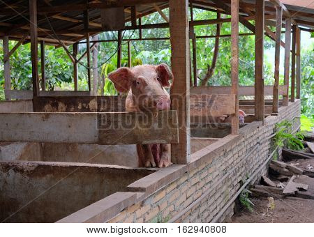 Pig is standing in the rural pigsty